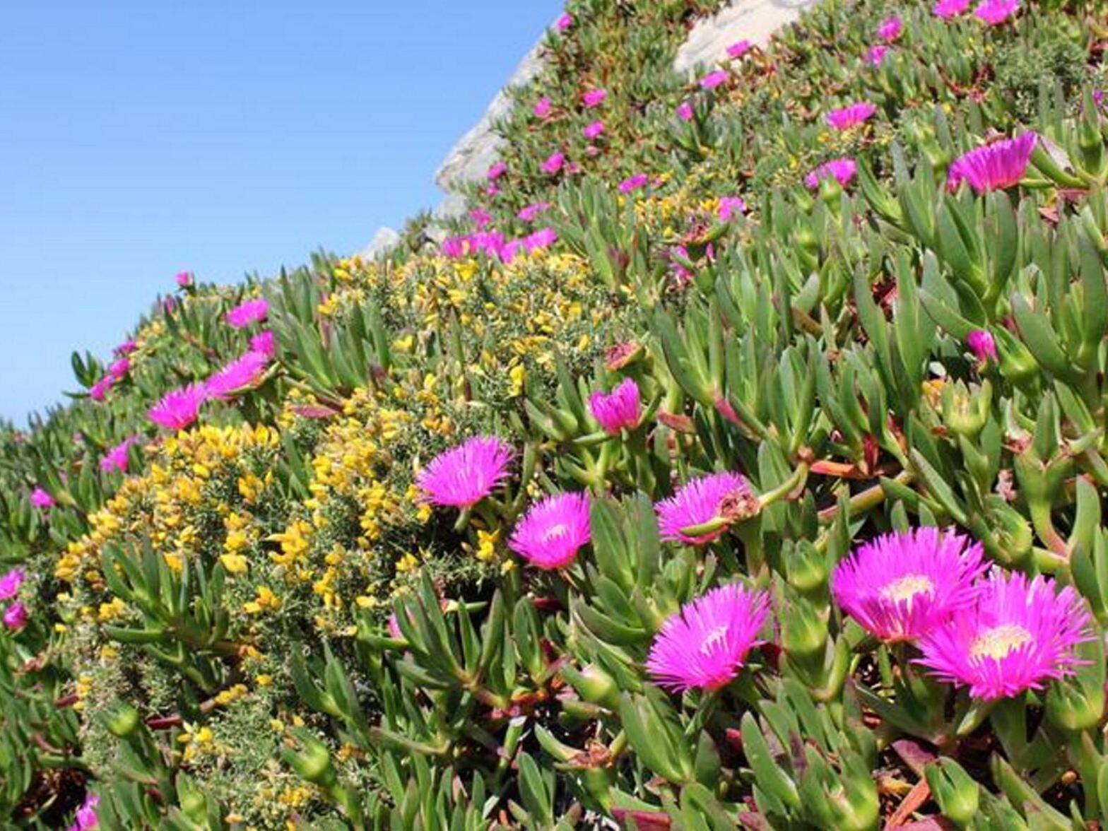 One of world’s most destructive plants tracked using Instagram